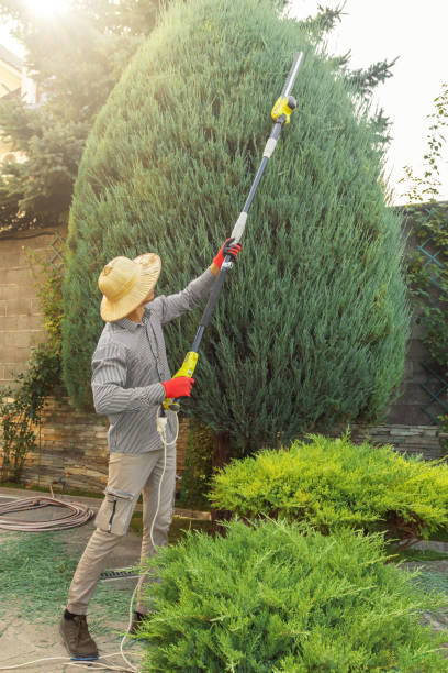 Best Tree Disease Treatment  in Santa Clara, CA